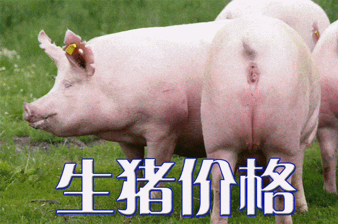 今日猪价行情｜全国生猪市场一片绿油油<strong></p>
<p>比特币价格今日行情</strong>，生猪价格再下跌