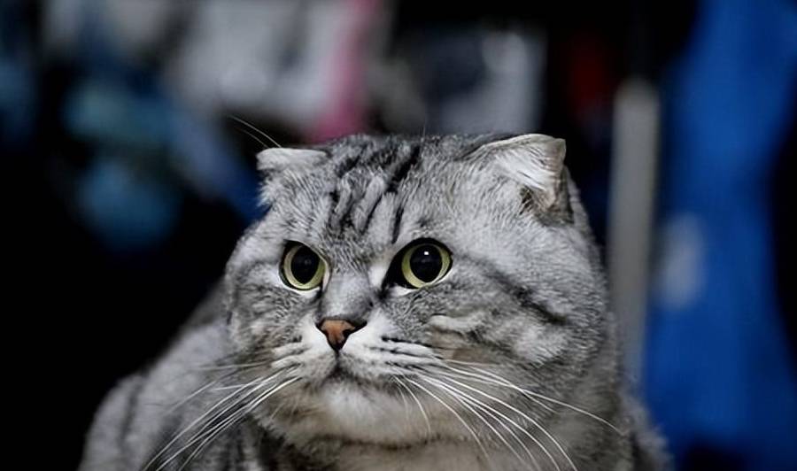 折耳猫多少钱一只<strong></p>
<p>原油多少钱一升</strong>？