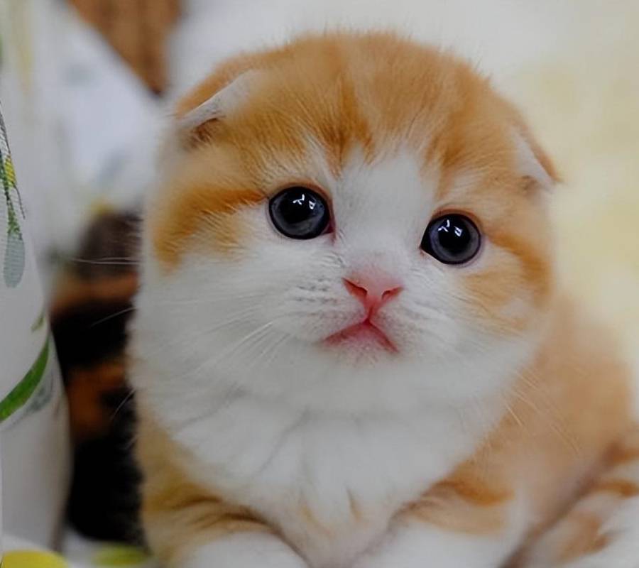 折耳猫多少钱一只<strong></p>
<p>原油多少钱一升</strong>？