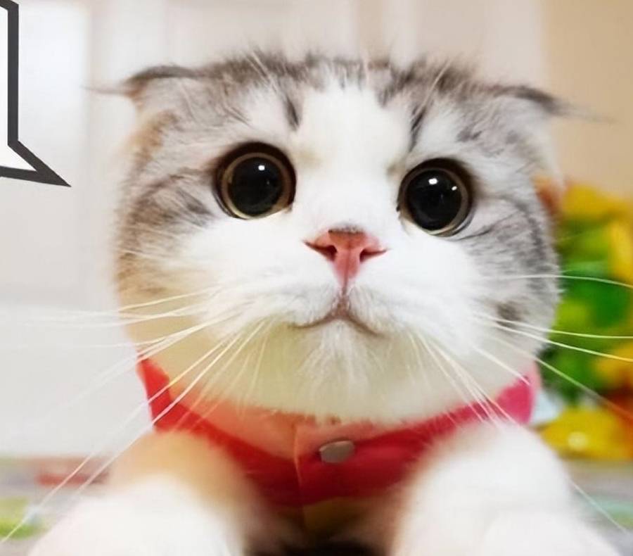 折耳猫多少钱一只<strong></p>
<p>原油多少钱一升</strong>？