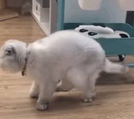 折耳猫多少钱一只<strong></p>
<p>原油多少钱一升</strong>？