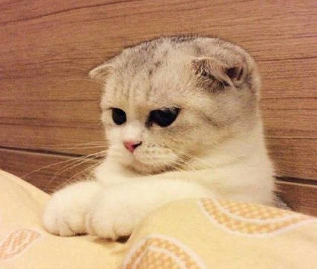 折耳猫多少钱一只<strong></p>
<p>原油多少钱一升</strong>？