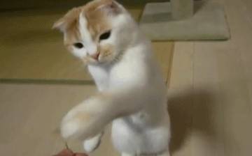 折耳猫多少钱一只<strong></p>
<p>原油多少钱一升</strong>？