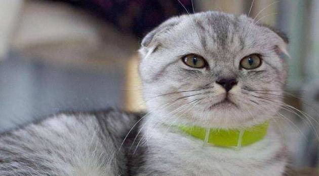 折耳猫多少钱一只<strong></p>
<p>原油多少钱一升</strong>？