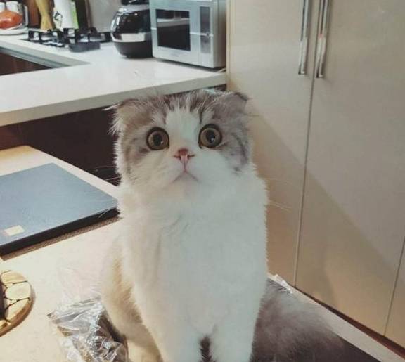 折耳猫多少钱一只<strong></p>
<p>原油多少钱一升</strong>？