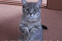 折耳猫多少钱一只<strong></p>
<p>原油多少钱一升</strong>？
