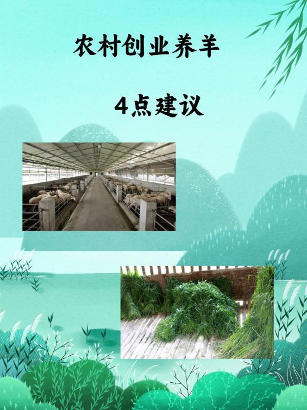 农村创业养羊<strong></p>
<p>养羊</strong>，4点建议