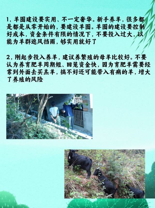 农村创业养羊<strong></p>
<p>养羊</strong>，4点建议