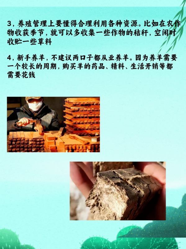 农村创业养羊<strong></p>
<p>养羊</strong>，4点建议