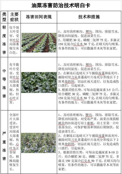 油菜低温冷（冻）害发生与减灾技术措施（附：油菜冻害防治技术明白卡）