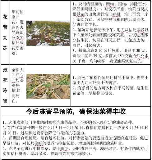 油菜低温冷（冻）害发生与减灾技术措施（附：油菜冻害防治技术明白卡）