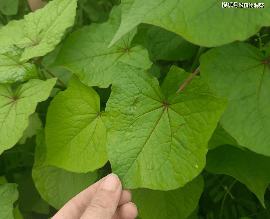 30年前用来喂猪<strong></p>
<p>挖金虚拟币</strong>，如今已成保护植物，俗称金荞麦，遇到农民朋友切勿乱挖！