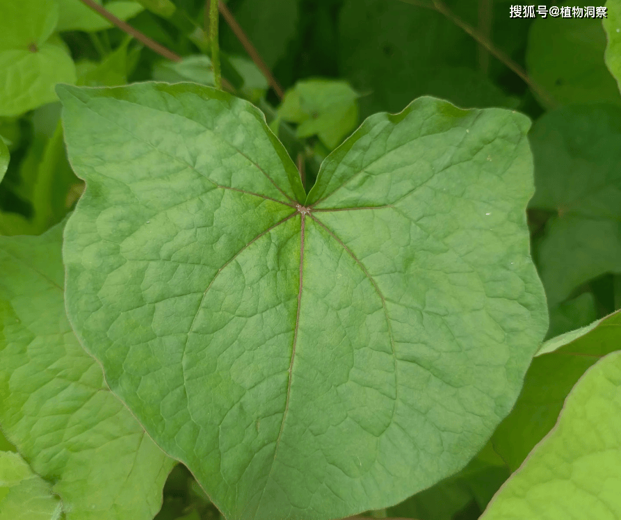 30年前用来喂猪<strong></p>
<p>挖金虚拟币</strong>，如今已成保护植物，俗称金荞麦，遇到农民朋友切勿乱挖！