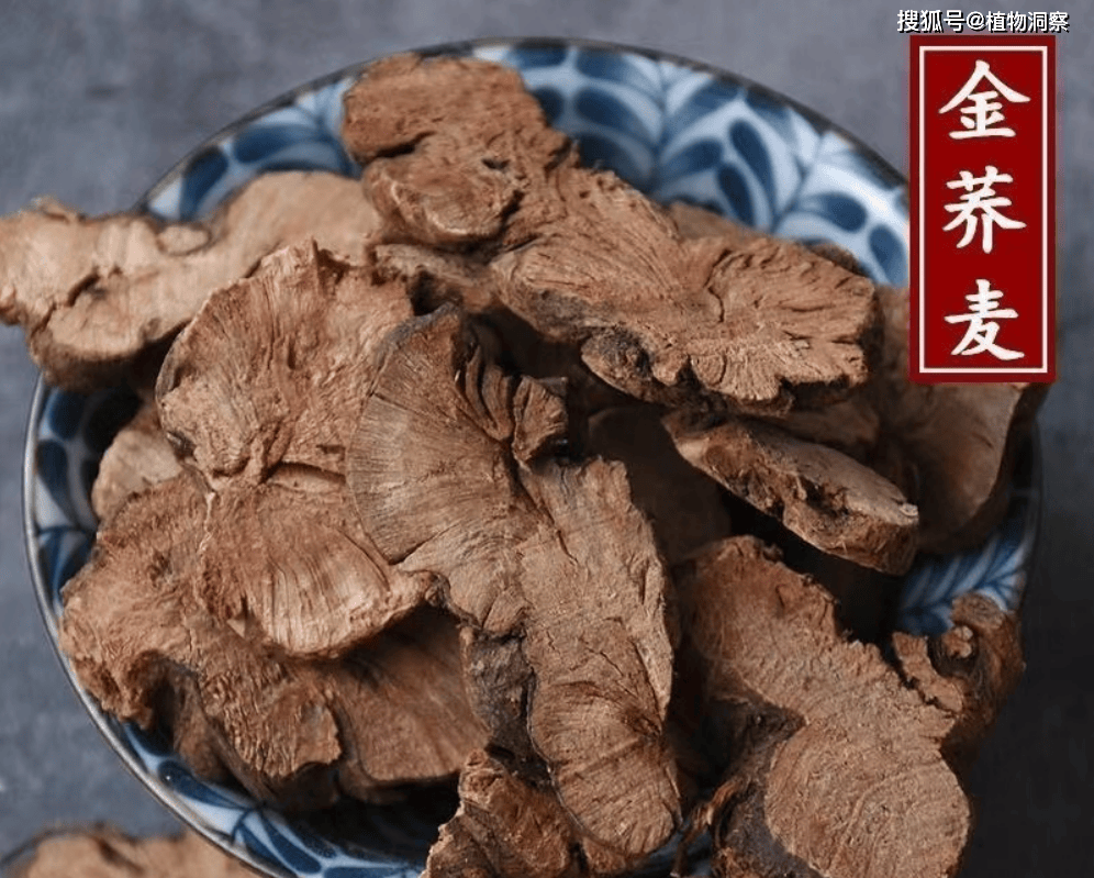 30年前用来喂猪<strong></p>
<p>挖金虚拟币</strong>，如今已成保护植物，俗称金荞麦，遇到农民朋友切勿乱挖！
