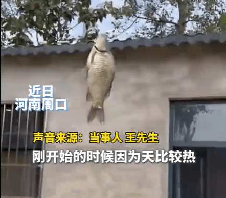 男子在家操控无人机钓鱼<strong></p>
<p>虚拟币通缉</strong>，当天就钓上十几条，当事人：不要轻易尝试，已被鱼拉下水十几个无人机