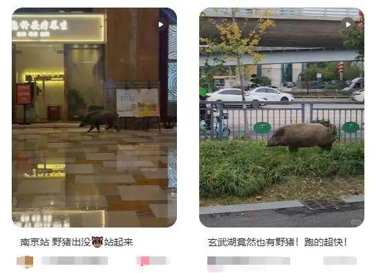 列车撞上野猪<strong></p>
<p>虚拟币跨期</strong>，机械师查看时被撞身亡，更多细节公布...
