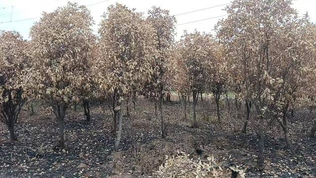 群众近千棵桂花树被烧死<strong></p>
<p>水果虚拟币</strong>，为何不立案？驻马店回应