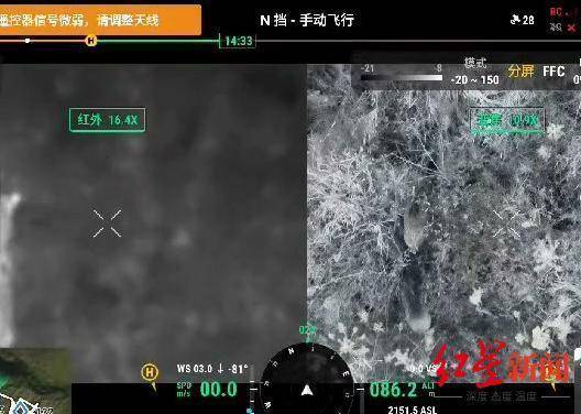 揭秘“野猪猎捕队”丨海拔3000米高山密林<strong></p>
<p>虚拟牛莱币</strong>，记者跟队直击猎捕野猪全过程