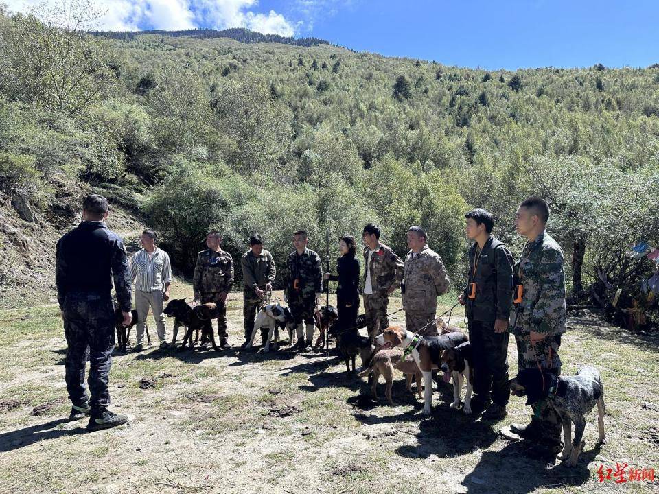 揭秘“野猪猎捕队”丨海拔3000米高山密林<strong></p>
<p>虚拟牛莱币</strong>，记者跟队直击猎捕野猪全过程