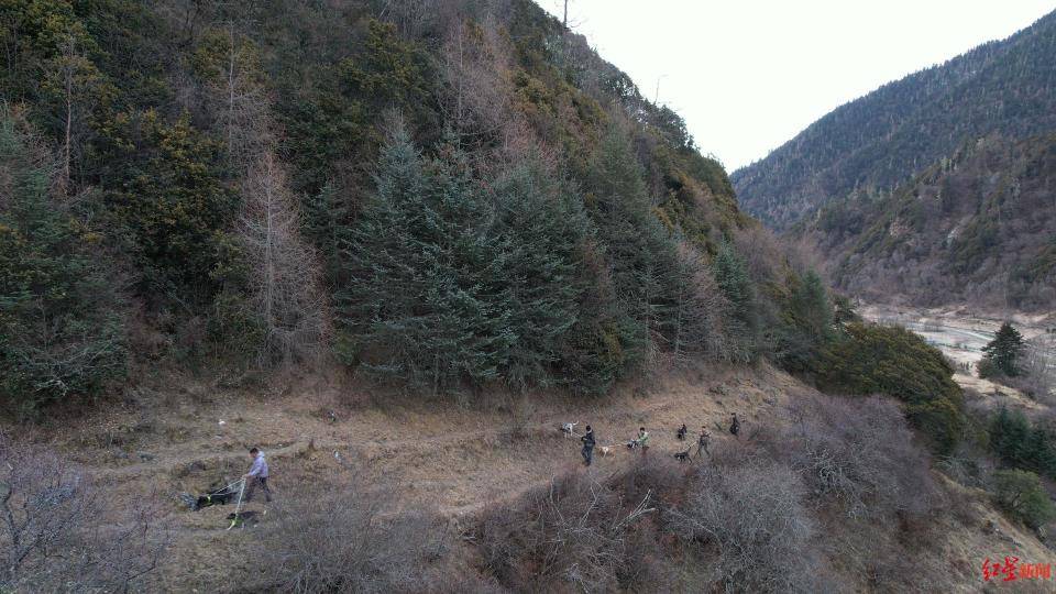 揭秘“野猪猎捕队”丨海拔3000米高山密林<strong></p>
<p>虚拟牛莱币</strong>，记者跟队直击猎捕野猪全过程