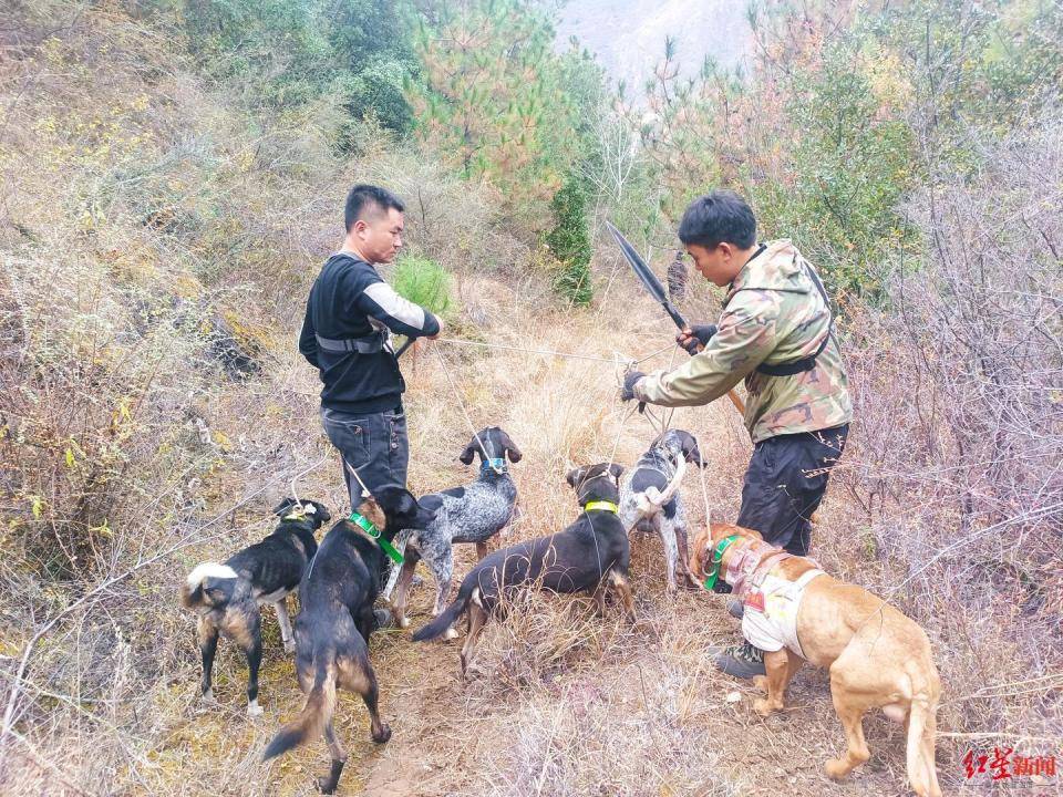 揭秘“野猪猎捕队”丨海拔3000米高山密林<strong></p>
<p>虚拟牛莱币</strong>，记者跟队直击猎捕野猪全过程