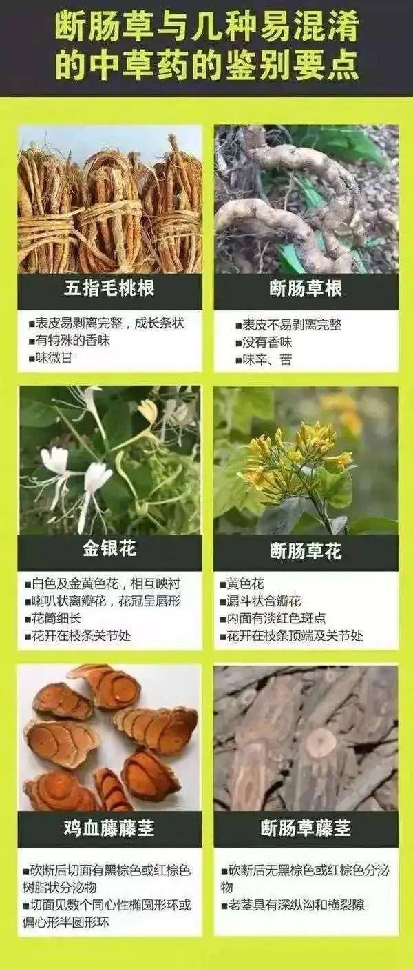 广东一老人买药材煲汤中毒身亡 当地：店铺误售断肠草<strong></p>
<p>周川虚拟币</strong>，老板被拘留