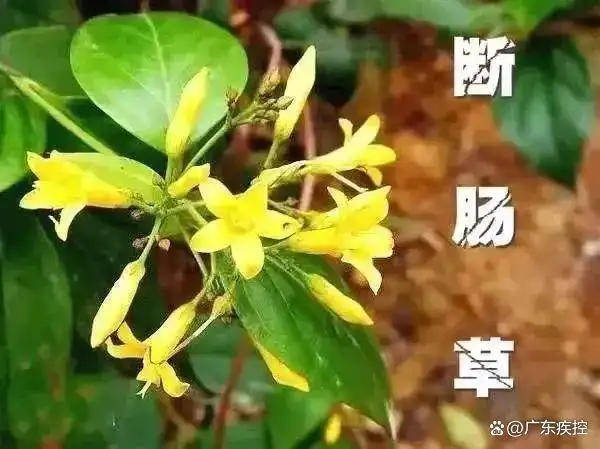 广东一老人买药材煲汤中毒身亡 当地：店铺误售断肠草<strong></p>
<p>周川虚拟币</strong>，老板被拘留