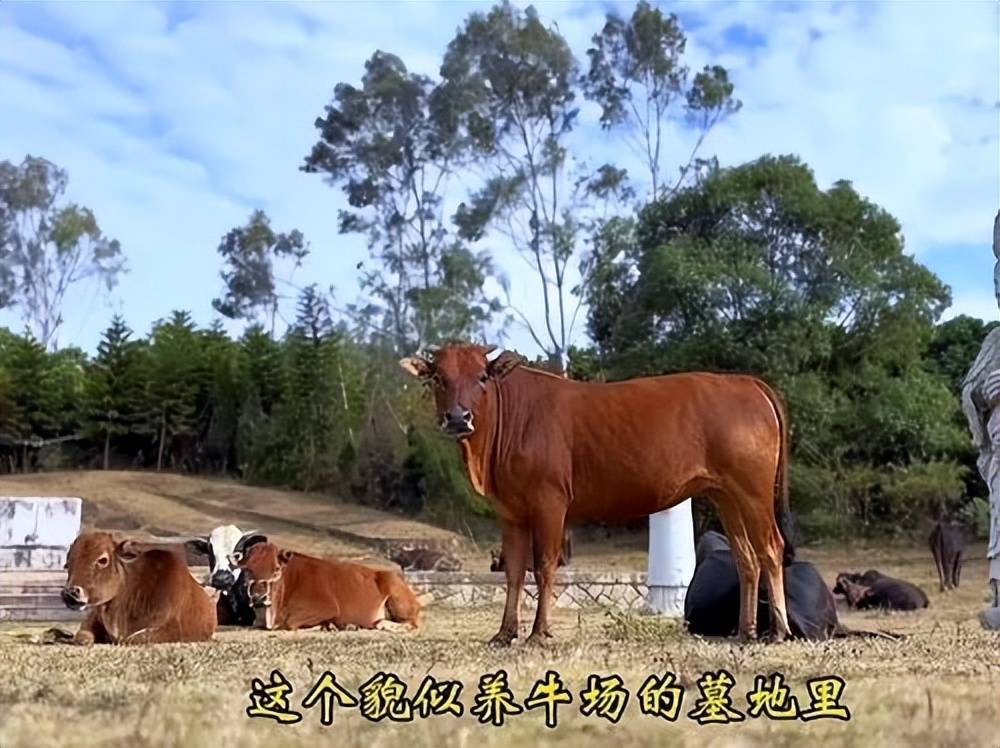 全国重点文保单位施琅墓被曝成“放牛场”<strong></p>
<p>比特币与虚拟货币</strong>？福建惠安官方回应
