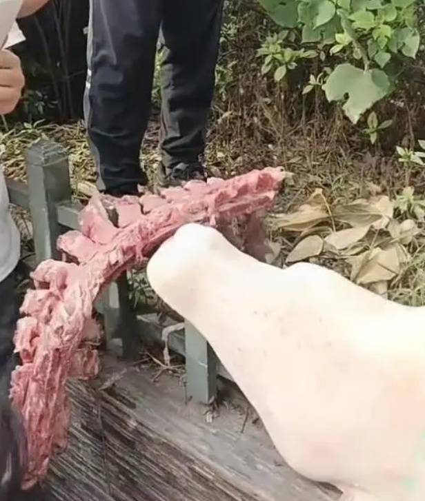 四川自贡一小学被曝使用发臭猪肉<strong></p>
<p>虚拟币开源</strong>，官方通报：已封存，正在检测