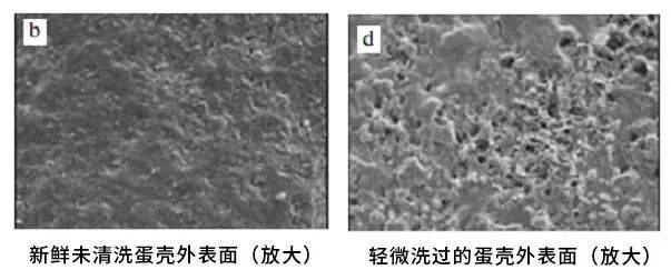 粘着鸡毛鸡屎的土鸡蛋<strong></p>
<p>日本</strong>，要先洗干净再放冰箱吗？