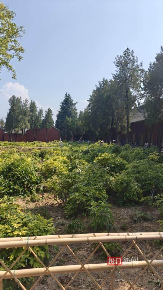 印乐方丈管理下的白马寺：僧人顶着高温种地<strong></p>
<p>虚拟币Steam</strong>，义工称寺里秉承农禅并重