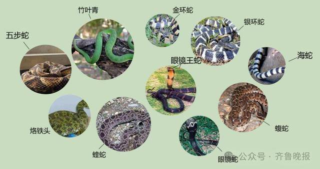 安徽宣城一男子走路玩手机<strong></p>
<p>上海莱士股票</strong>，一脚踩中打架的竹叶青和五步蛇，被俩毒蛇咬3口！医院：暂无生命危险，正在治疗