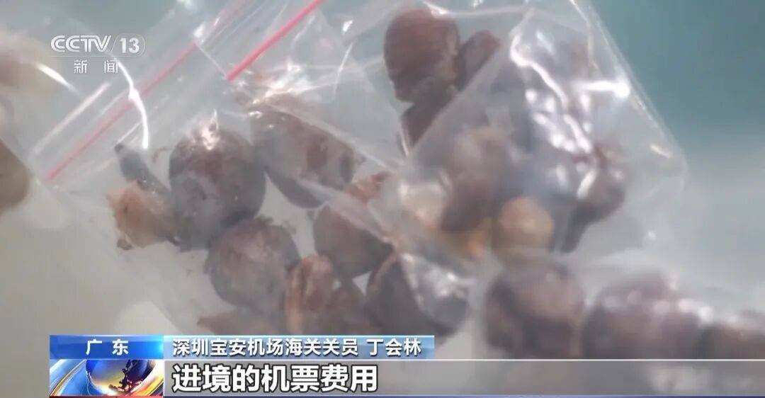 掀开衣服<strong></p>
<p>黄河旋风股票</strong>，密密麻麻！200多只活虫惊现深圳机场……