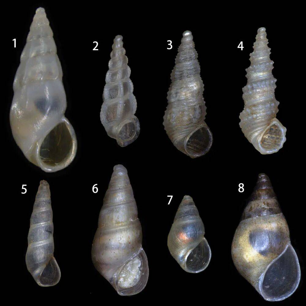 云南抚仙湖发现淡水螺1新属8新种！