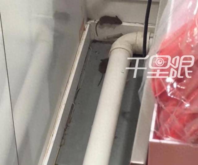 网曝蜜雪冰城一门店有多只老鼠横行，涉事门店员工回应