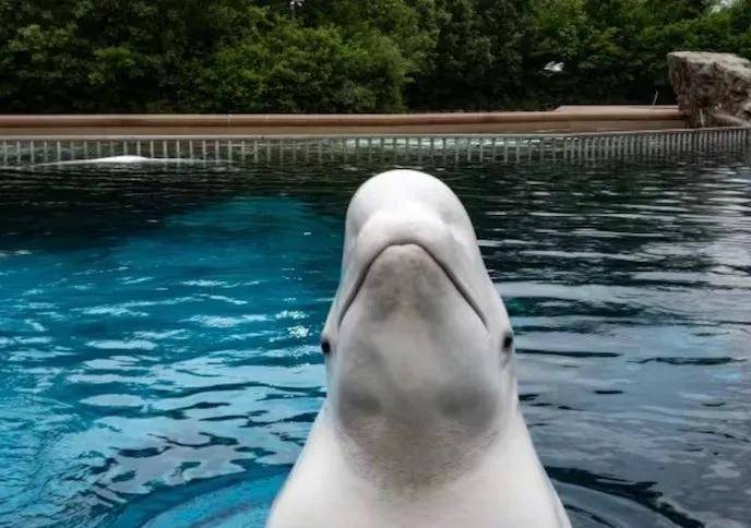 宁愿全部安乐死<strong></p>
<p>中油资本股票</strong>，也不给中国？加拿大养不起30头白鲸，中国愿接手，然而...