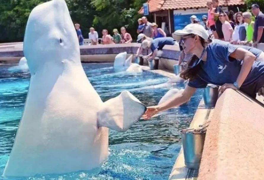 宁愿全部安乐死<strong></p>
<p>中油资本股票</strong>，也不给中国？加拿大养不起30头白鲸，中国愿接手，然而...