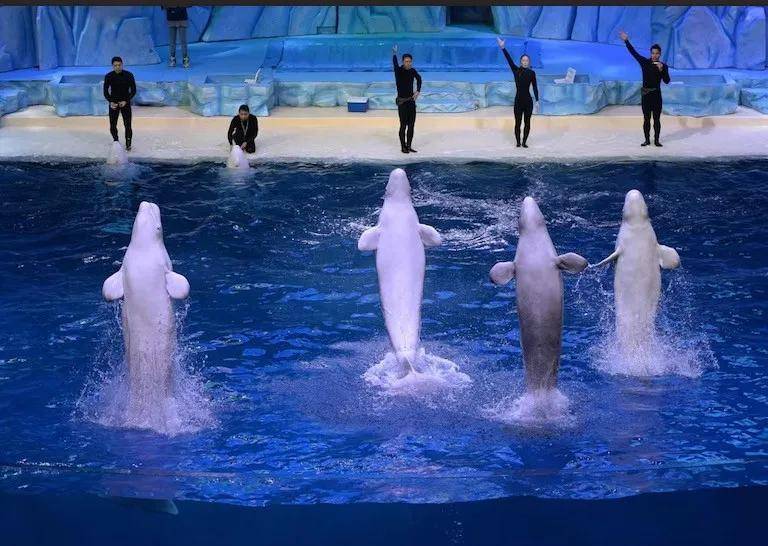 宁愿全部安乐死<strong></p>
<p>中油资本股票</strong>，也不给中国？加拿大养不起30头白鲸，中国愿接手，然而...