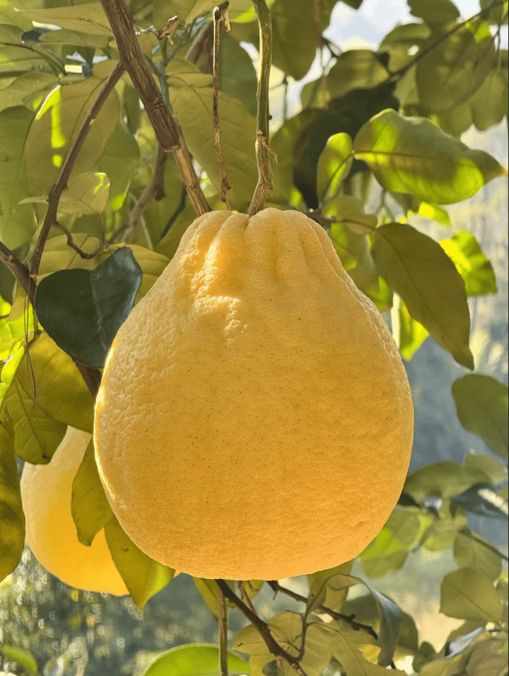 没有什么能阻挡！今天<strong></p>
<p>中油资本股票</strong>，广西人就是要回家！