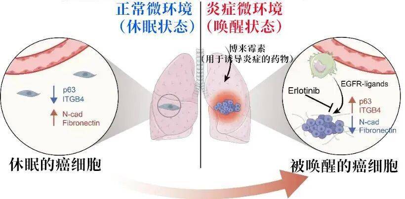 长期炎症会“唤醒”癌细胞<strong></p>
<p>中油资本股票</strong>！这份抗炎指南每个人都该看看