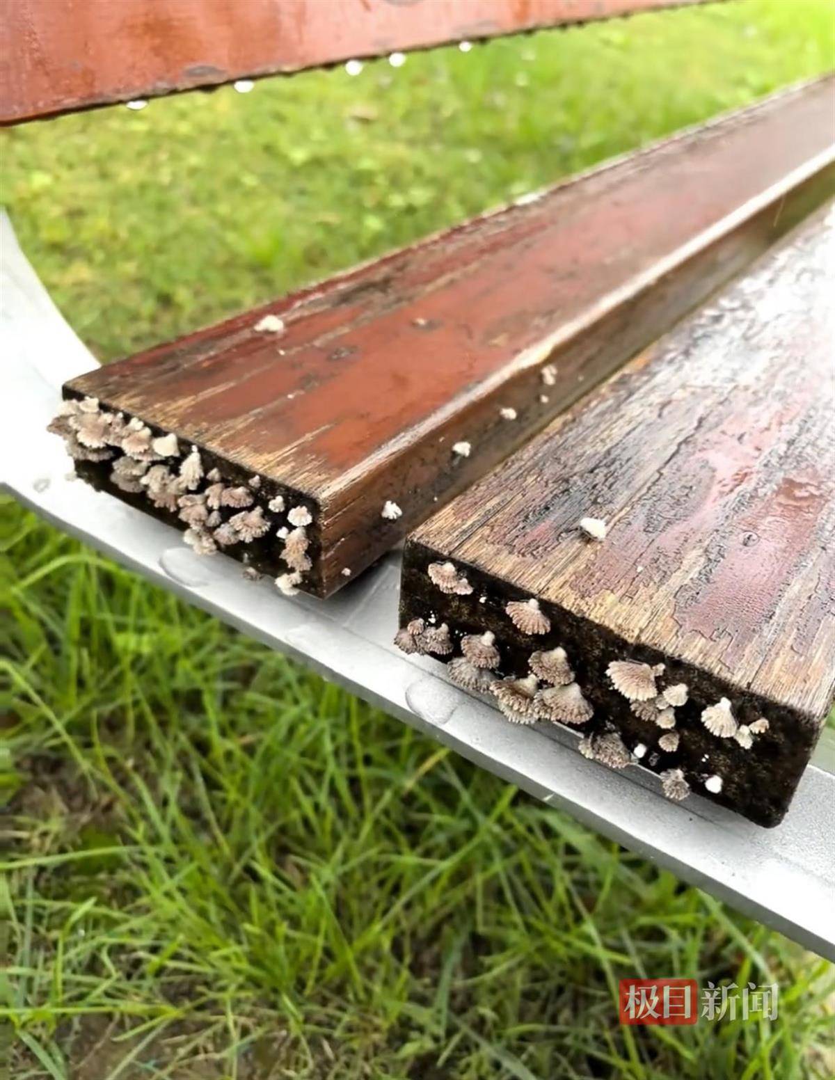 西安连续一个多月降雨遍地长蘑菇<strong></p>
<p>宁波银行股票</strong>，大雁塔受潮，城墙布满青苔，气象局解释成因