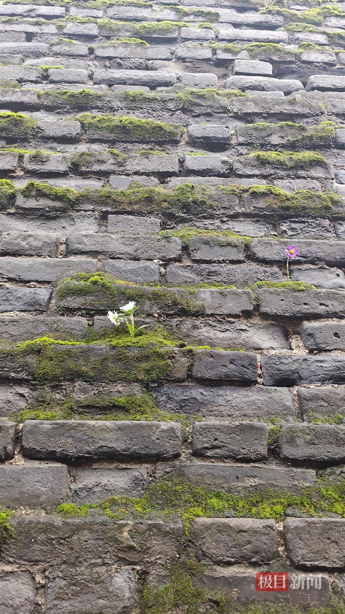 西安连续一个多月降雨遍地长蘑菇<strong></p>
<p>宁波银行股票</strong>，大雁塔受潮，城墙布满青苔，气象局解释成因