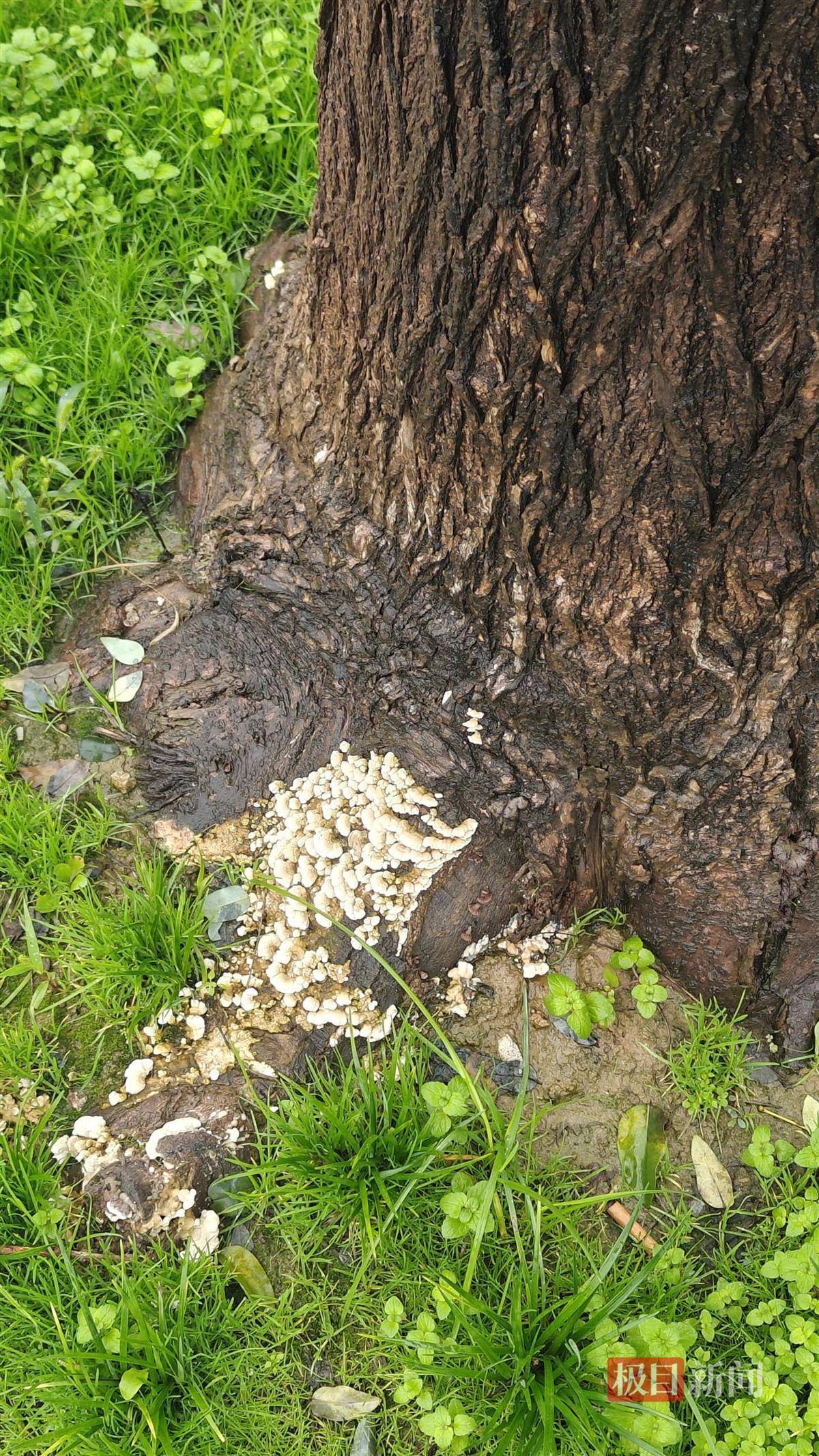 西安连续一个多月降雨遍地长蘑菇<strong></p>
<p>宁波银行股票</strong>，大雁塔受潮，城墙布满青苔，气象局解释成因