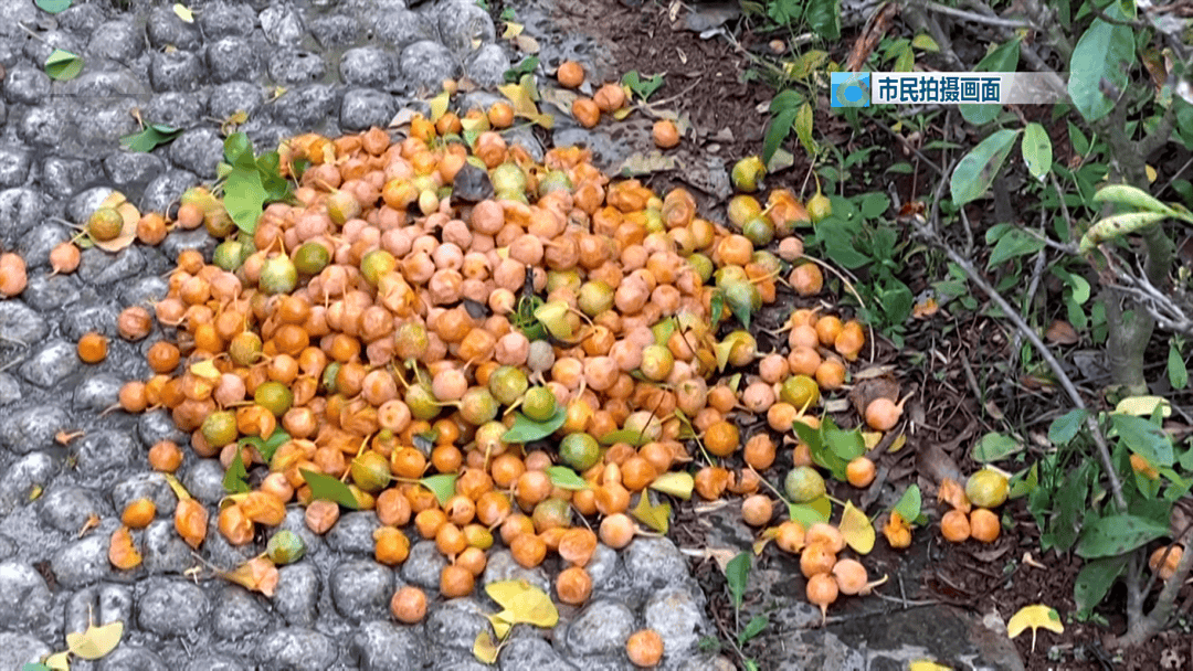 不要捡<strong></p>
<p>宁波银行股票</strong>!不要吃!昆明街头正大量出现……