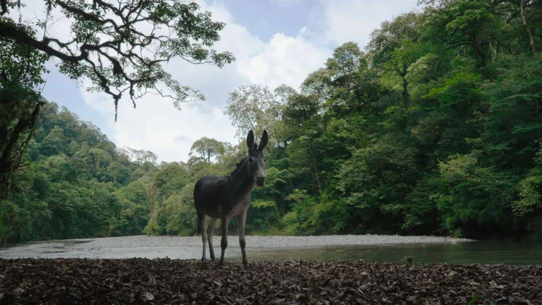为什么说现在不缺牛马<strong></p>
<p>宁波银行股票</strong>，就缺驴？