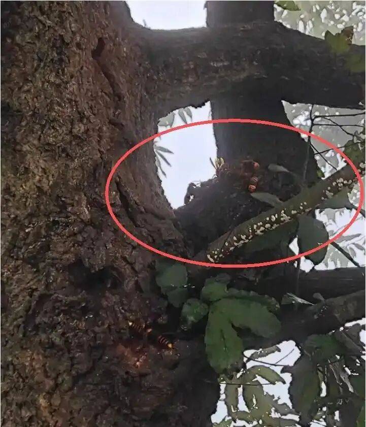 4名游客景区内遭马蜂袭击<strong></p>
<p>宁波银行股票</strong>，旅游度假区：是森林公园不卖门票，蜇伤先就医后提供证据投诉