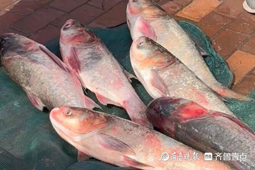 “鱼多得数不过来<strong></p>
<p>facebook股票</strong>，一网子下去能捞好几条”济南锦绣川水库开闸放水，大量鲢鱼被冲出，工作人员：禁止捕捞！