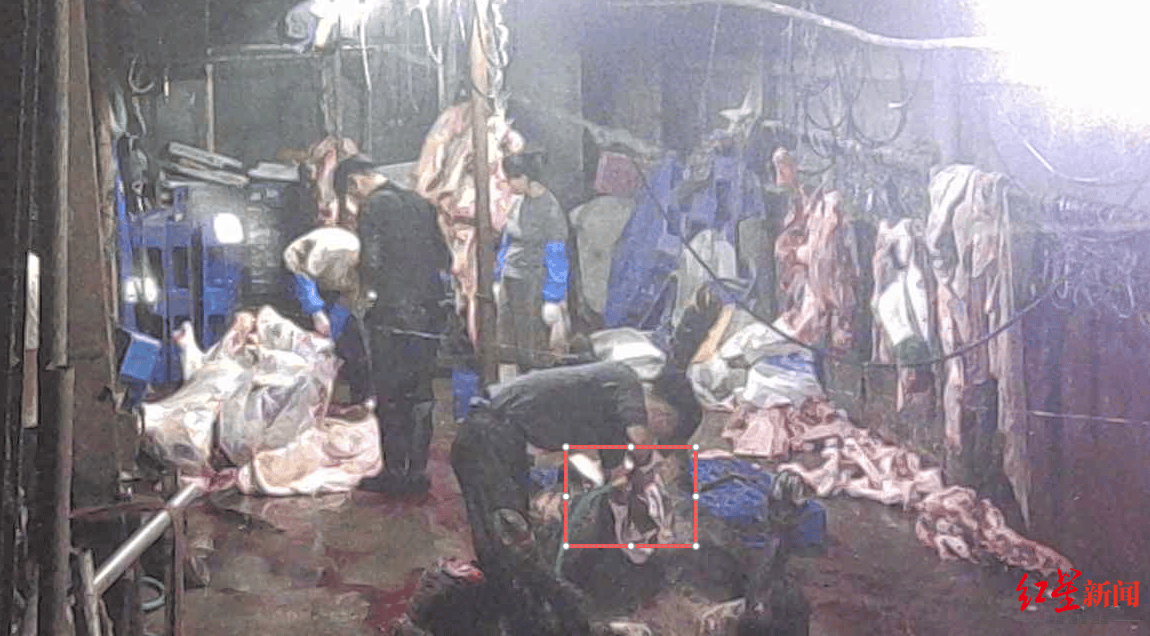 注水牛肉调查：屠宰场藏身农家院<strong></p>
<p>金安国纪股票</strong>，深夜切开牛胸注水数分钟，牛肉连夜送批发市场