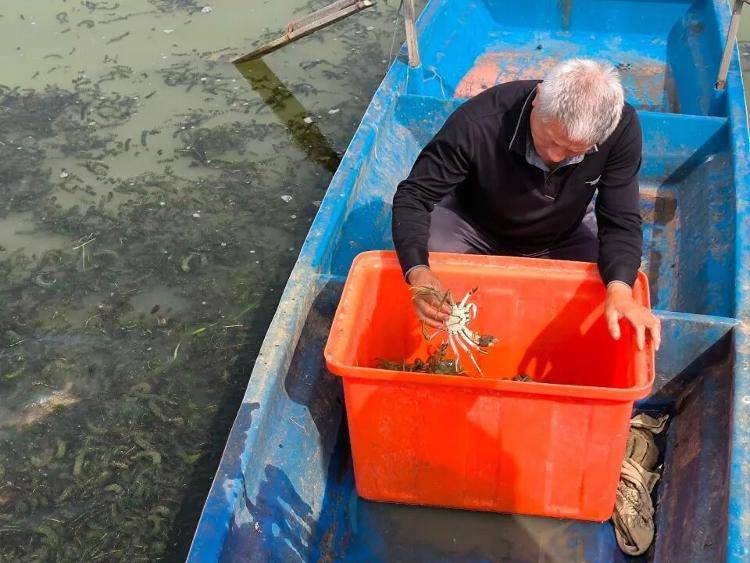武汉江夏一地大闸蟹大量上市<strong></p>
<p>华友钴业股票</strong>，日产1000斤当天售完，每只螃蟹有自己的“身份证”，吃深海小黄鱼长大