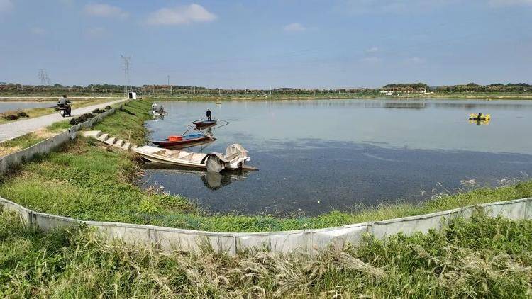 武汉江夏一地大闸蟹大量上市<strong></p>
<p>华友钴业股票</strong>，日产1000斤当天售完，每只螃蟹有自己的“身份证”，吃深海小黄鱼长大